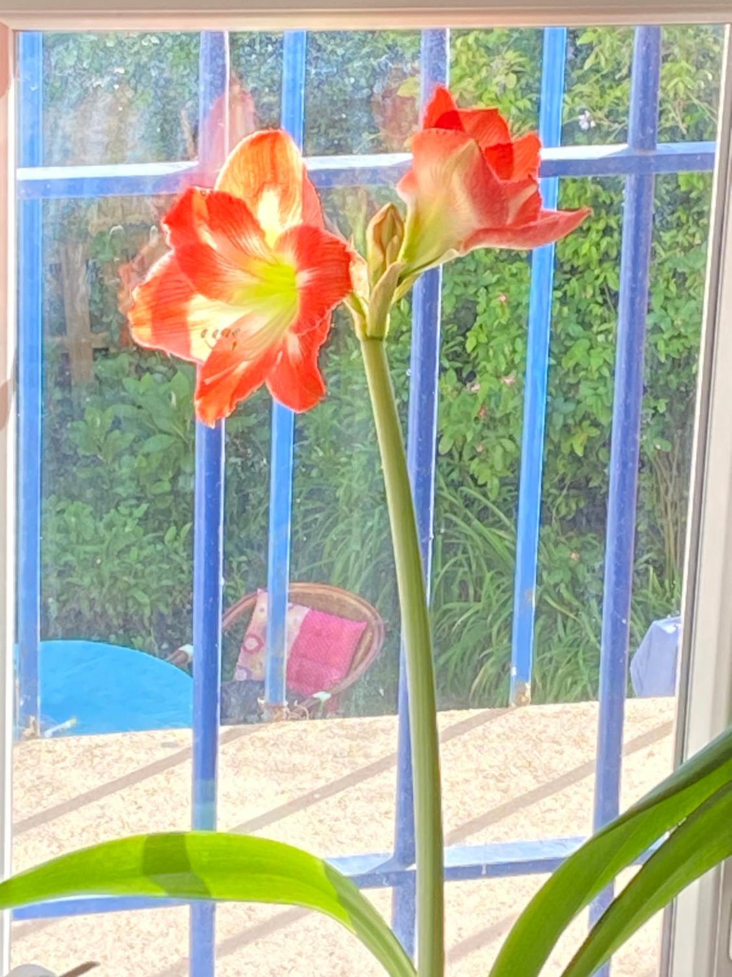 Haut De Jardin Dans Une Maison Dijon Luaran gambar